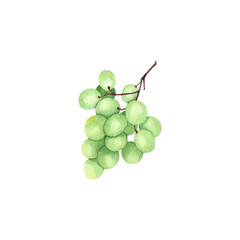Watercolor bunch of grapes. Hand drawn botanical illustration isolated on white background
