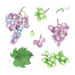 Watercolor set of grapes. Hand drawn botanical illustration isolated on white background. Perfect for print, textile, wrapping paper