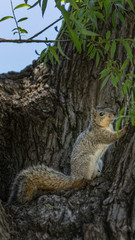 Squirrel on a tree trunk