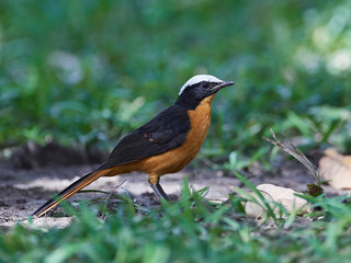 White-crowned robin-chat (Cossypha albicapilla)