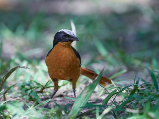White-crowned robin-chat (Cossypha albicapilla)