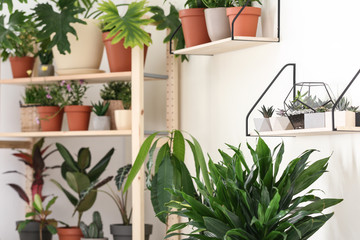 Different home plants in stylish room interior