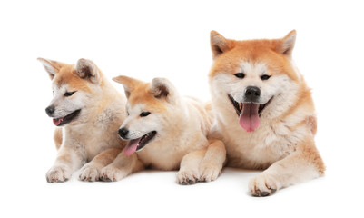 Adorable Akita Inu dog and puppies isolated on white