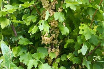 White currant in the summer sunny garden