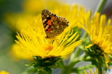 A butterfly sits on a yellow flower close-up. Background with a beautiful butterfly on a flower.