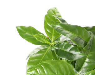 Fresh coffee green leaves on white background, closeup
