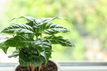 Fresh coffee plant with green leaves in pot on windowsill, space for text