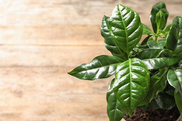 Fresh coffee green leaves on blurred background, closeup. Space for text