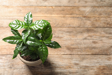 Fresh coffee plant with green leaves in pot on wooden table, above view. Space for text