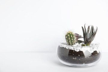 Glass florarium with different succulents on white background