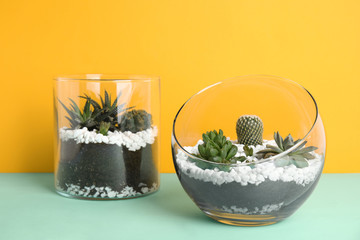 Glass florariums with different succulents on color background