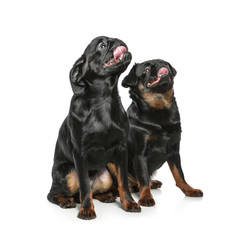 Obraz premium Adorable black Petit Brabancon dogs on white background