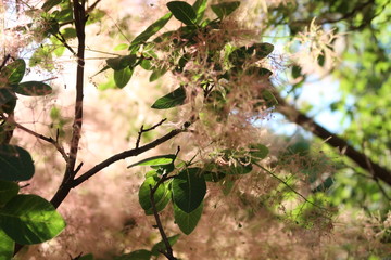European smoketree. Skumpiya tanning, cotinus coggygria, rhus cotinus, smoke bush. Pink fluffy branches.