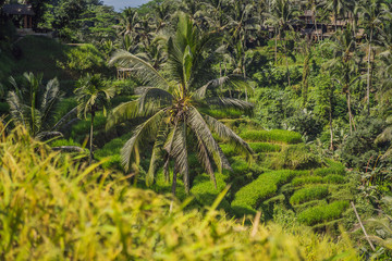 Fototapeta na wymiar Panoramic view of the cascading rice terraces