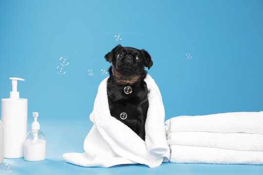 Cute Black Petit Brabancon Dog With Towel, Bath Accessories And Bubbles On Light Blue Background