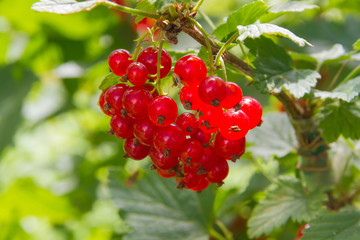 Red currant in the summer sunny garden