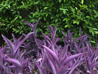 Obraz premium Purple leaf field image,exotic purple color plants.