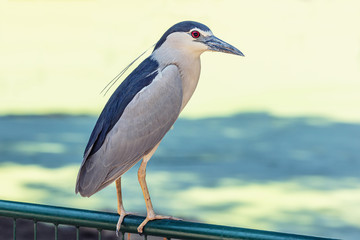 night heron near the lake