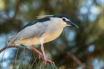 night heron sits on a tree branch