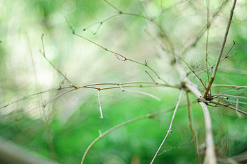 abstract bokeh background , nature background