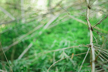 abstract bokeh background , nature background