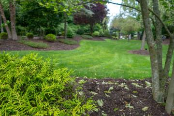 home landscape with mulching, grass, trees and shrubs on a summer day