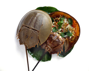 Thai Seafood. Horseshoe Crab - Studio
