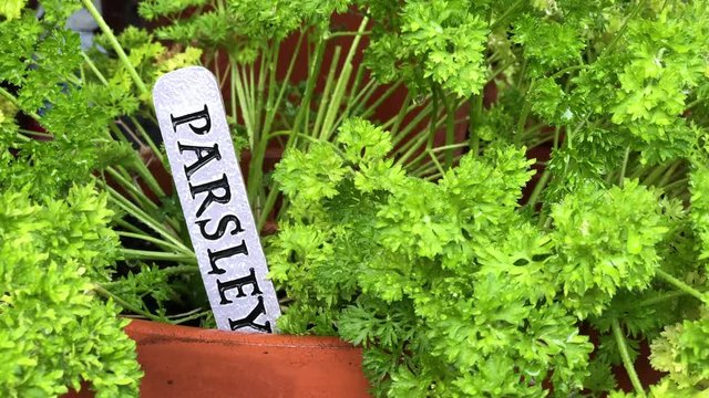 4K HD video zooming in on fresh parsley growing in a terra cotta pot. Parsley is widely used in European, Middle Eastern, and American cuisine. Curly leaf parsley is often used as a garnish.