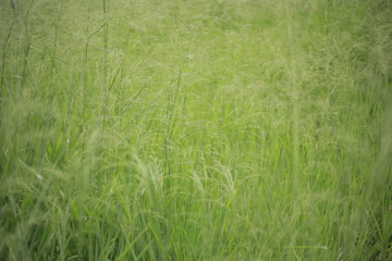 grass that is photographed with a narrow depth of field makes this photo good for background writing or poster design or something else