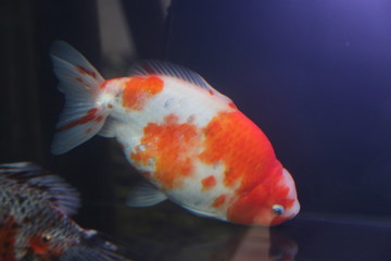 金魚祭り