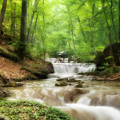 Obraz premium creek in the forest