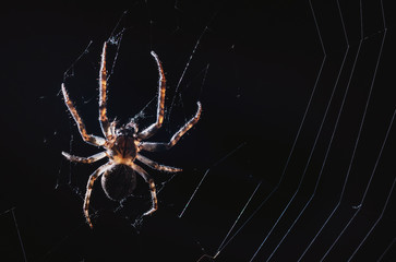 the spider hunts at night on the web, the predator weaves a network for hunting, atmospheric background for Halloween, a macro photograph of a arthropod creature