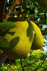 Jackfrucht