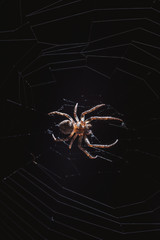 the spider hunts at night on the web, the predator weaves a network for hunting, atmospheric background for Halloween, a macro photograph of a arthropod creature