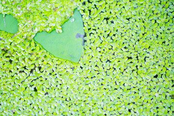 Green cherish plant floating on pond