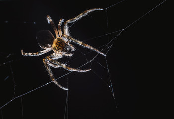 the spider hunts at night on the web, the predator weaves a network for hunting, atmospheric background for Halloween, a macro photograph of a arthropod creature