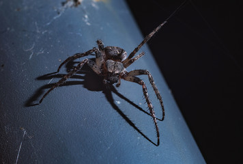 the spider hunts at night on the web, the predator weaves a network for hunting, atmospheric...