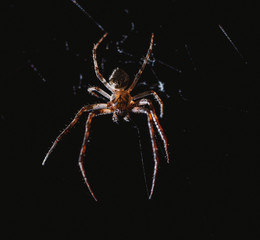 the spider hunts at night on the web, the predator weaves a network for hunting, atmospheric background for Halloween, a macro photograph of a arthropod creature