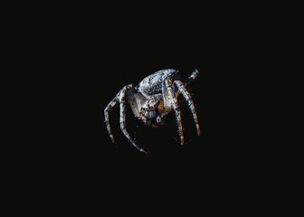 the spider hunts at night on the web, the predator weaves a network for hunting, atmospheric background for Halloween, a macro photograph of a arthropod creature