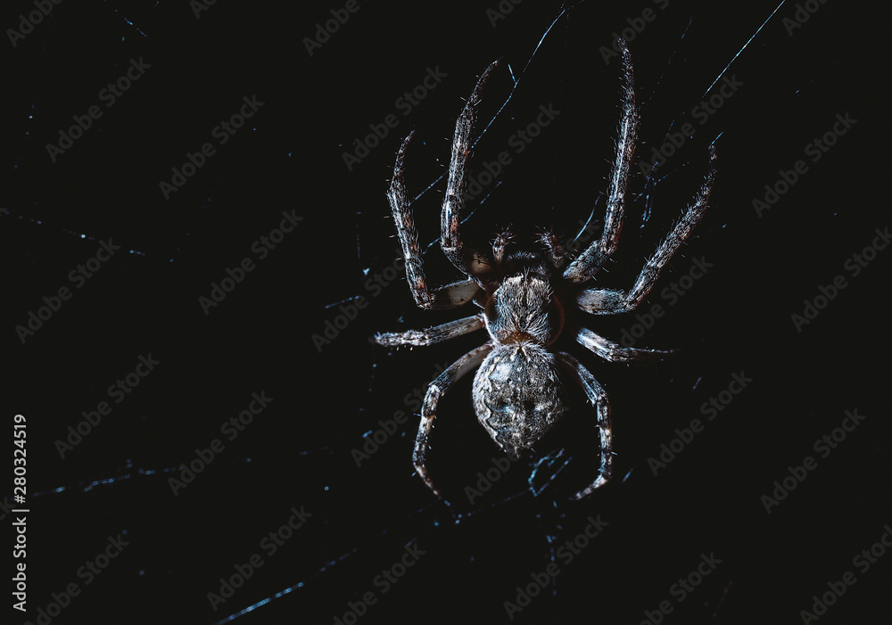 Wall mural the spider hunts at night on the web, the predator weaves a network for hunting, atmospheric backgro