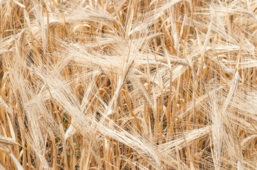 Background of ripening ears of meadow wheat field. Rich harvest.