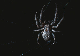 the spider hunts at night on the web, the predator weaves a network for hunting, atmospheric background for Halloween, a macro photograph of a arthropod creature
