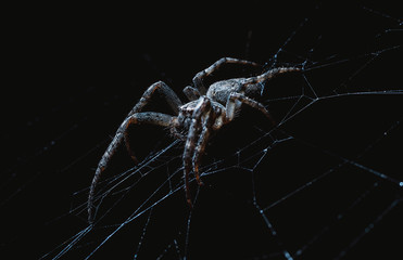 the spider hunts at night on the web, the predator weaves a network for hunting, atmospheric background for Halloween, a macro photograph of a arthropod creature