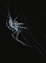 the spider hunts at night on the web, the predator weaves a network for hunting, atmospheric...