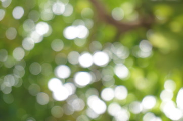 Blurred beautiful nature background blurry of leaf bokeh forest. garden and park with sunlight, use for background with perspective.