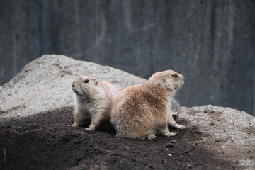 オグロプレーリードッグ