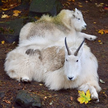 mountain goats resting 3