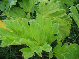 leaves of poisonous hogweed