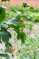 The ripening of red viburnum in the garden, young bush viburnum