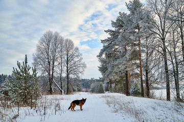 Winter landscape with snowy road with a dog, trees and blue sky with white clouds